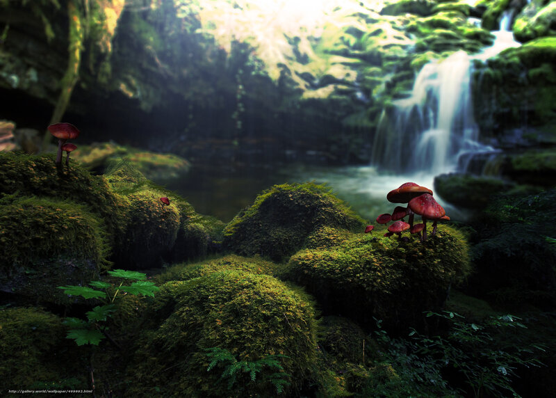 Mossy forest with waterfall