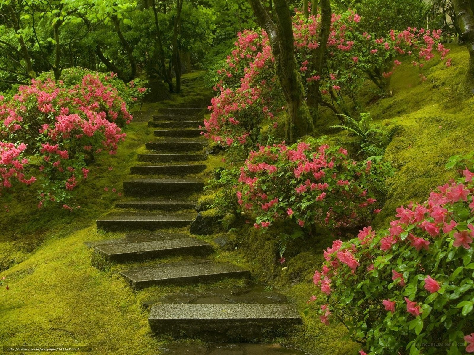 Mossy garden path with pink flowers