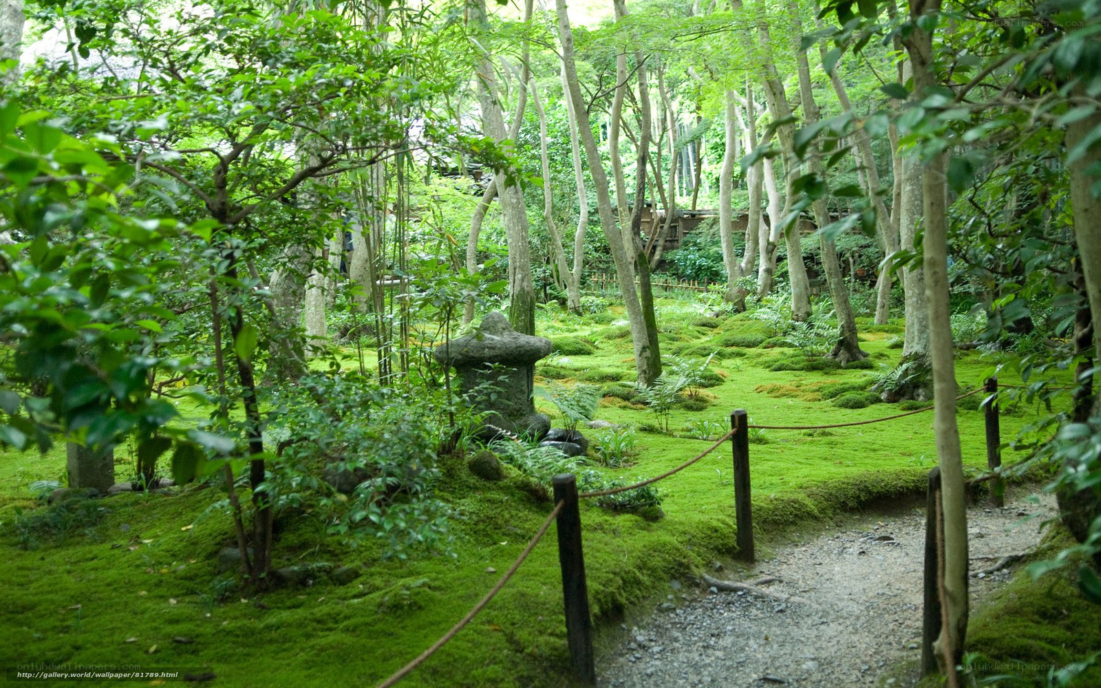 Mossy garden path