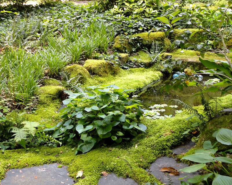 Mossy Garden Pond