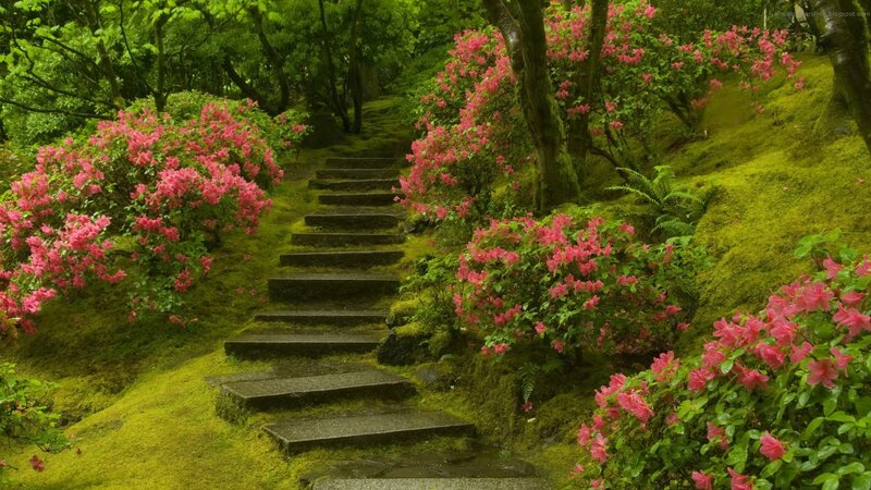 Mossy garden with pink flowers
