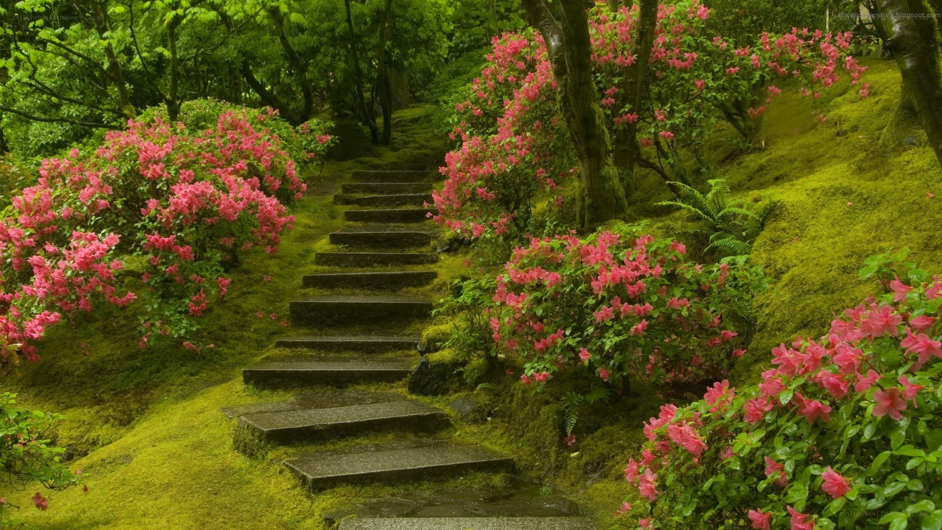Mossy garden with pink flowers