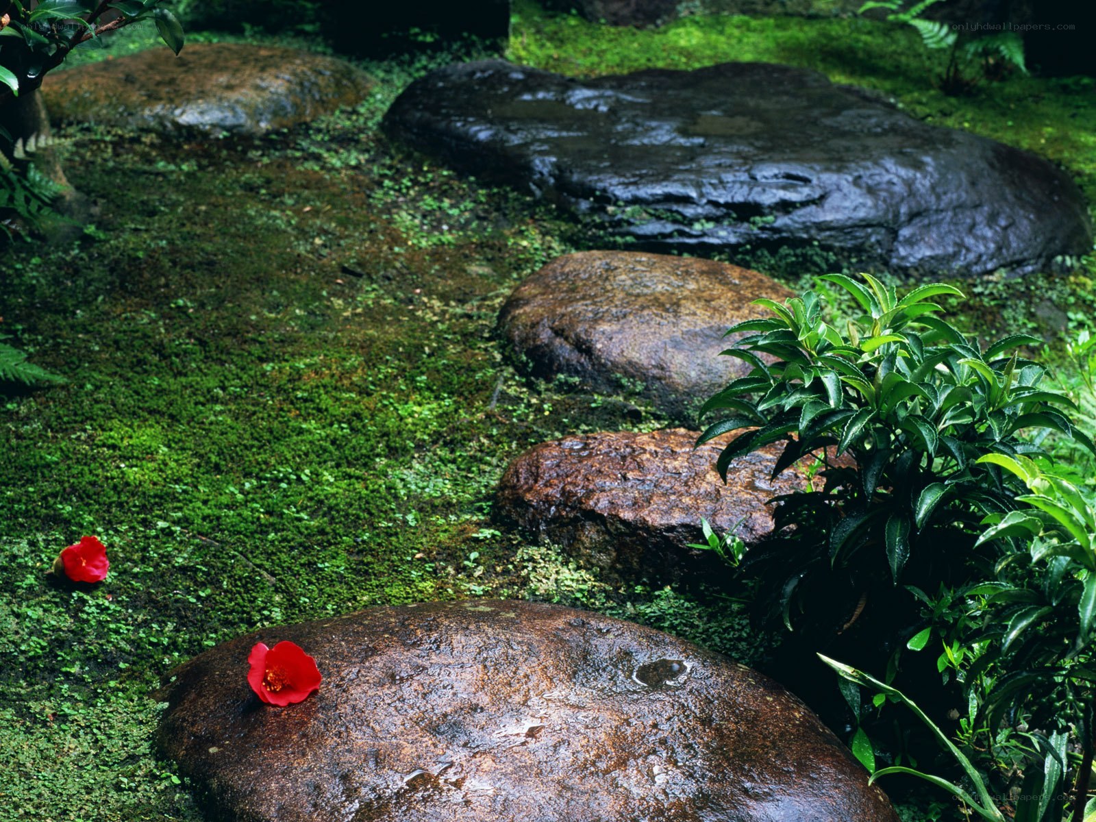 Mossy garden with red flowers