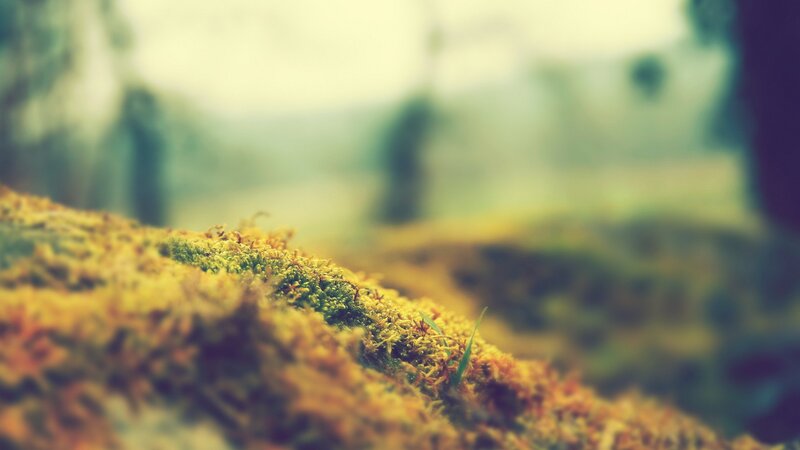mossy ground in forest
