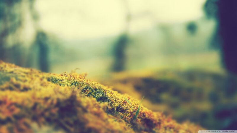 mossy ground in forest