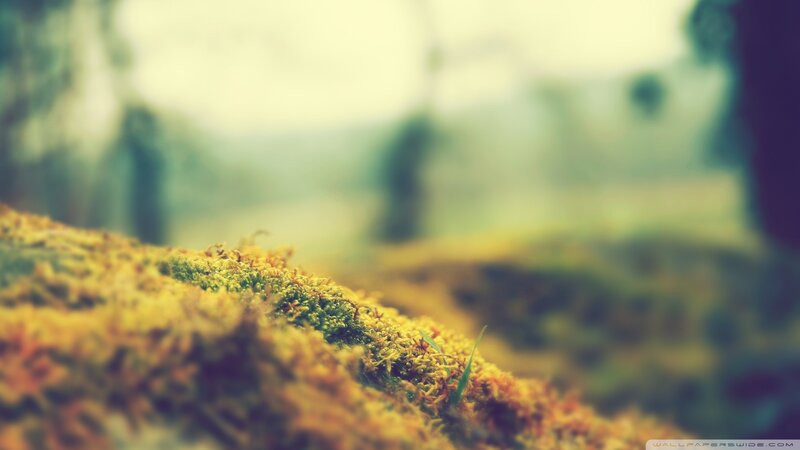 mossy ground in forest