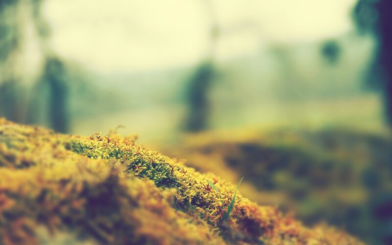 mossy ground in forest