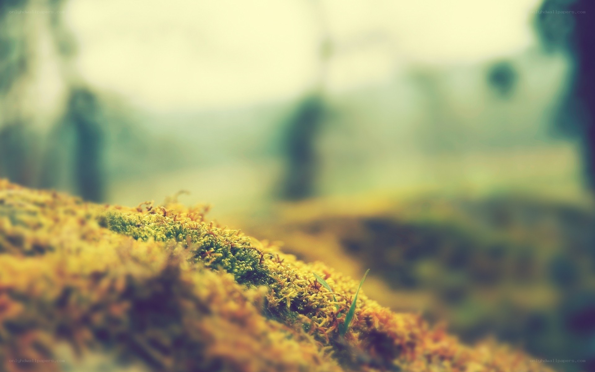 mossy ground in forest