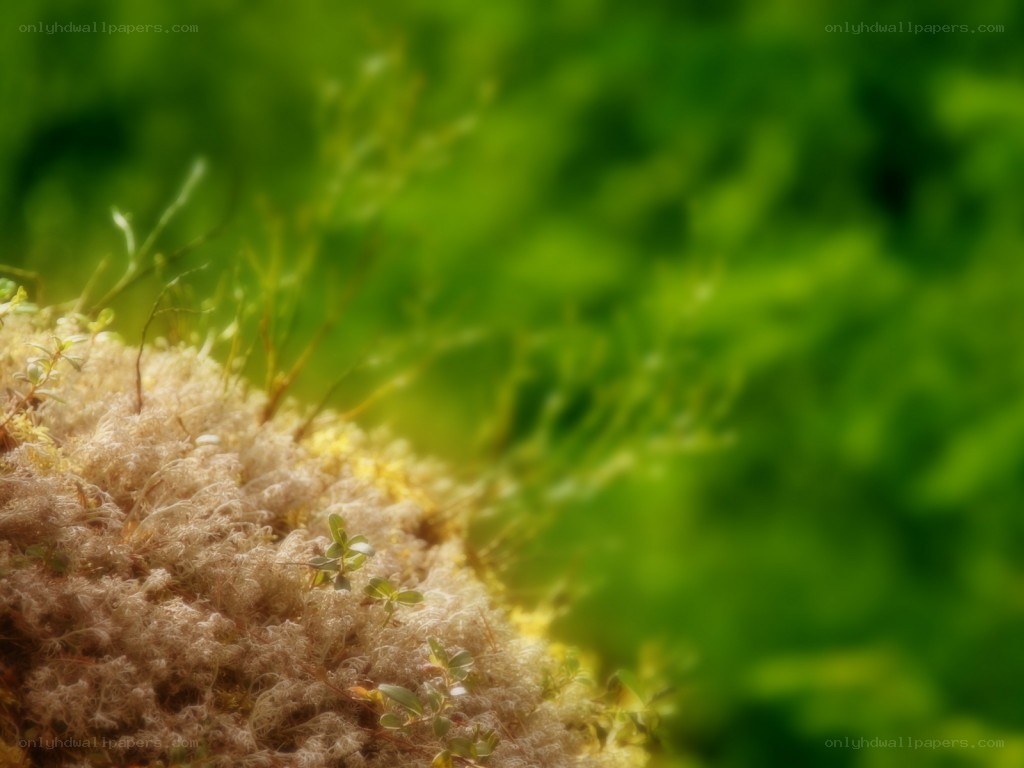 Mossy ground in sunlight