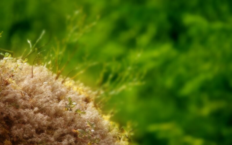 mossy ground in sunlight