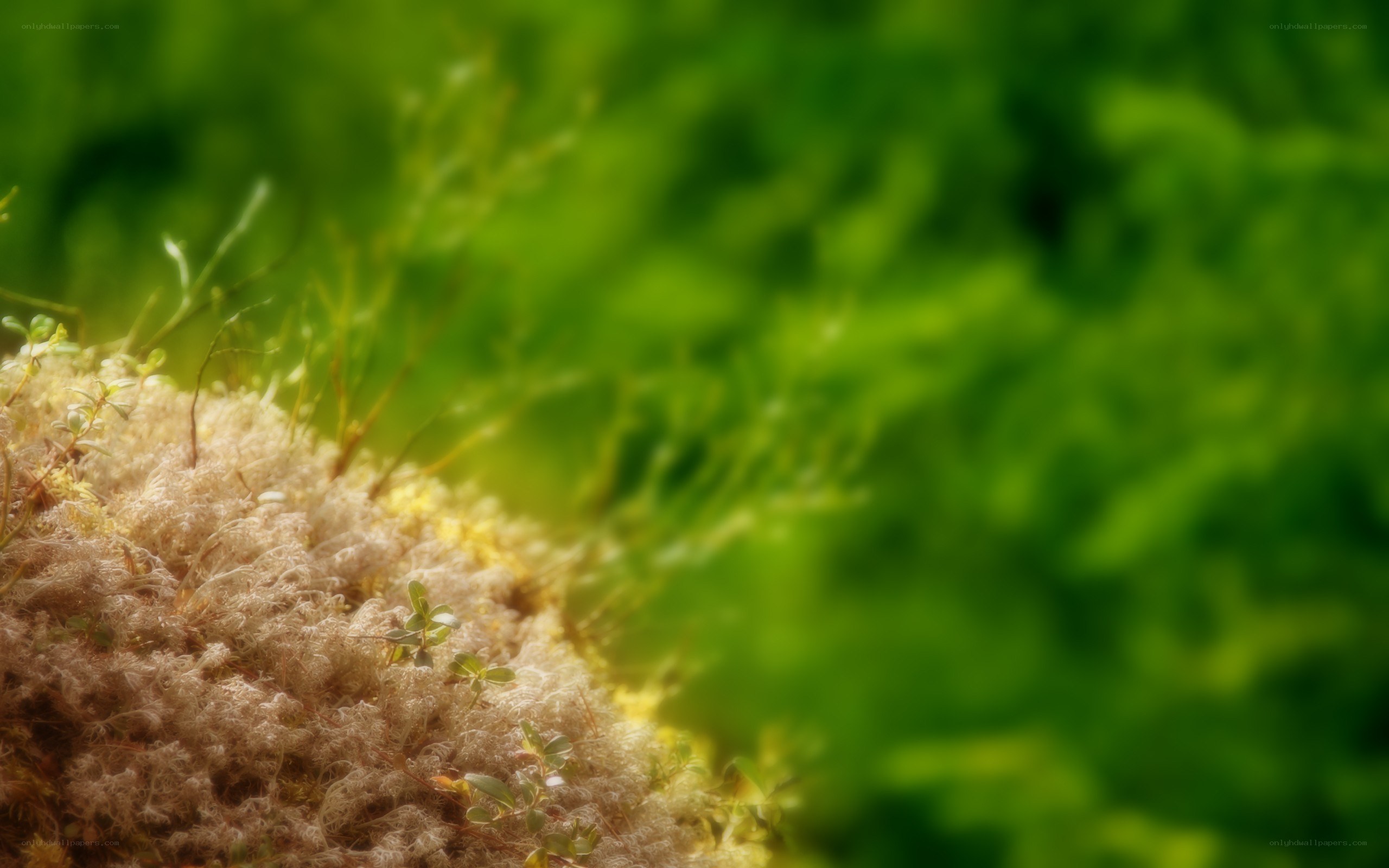 mossy ground in sunlight