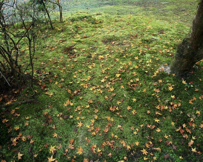 Mossy ground with autumn leaves