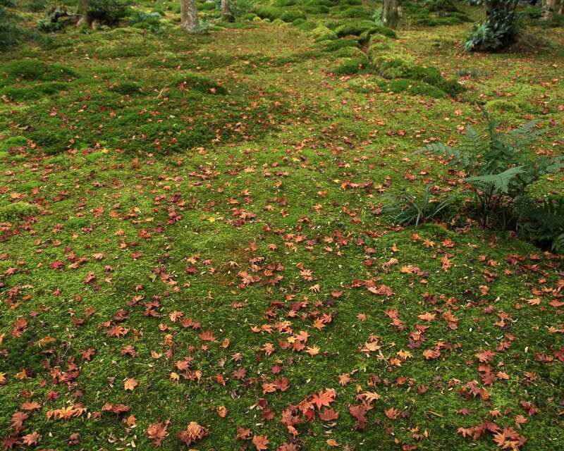 Mossy ground with autumn leaves