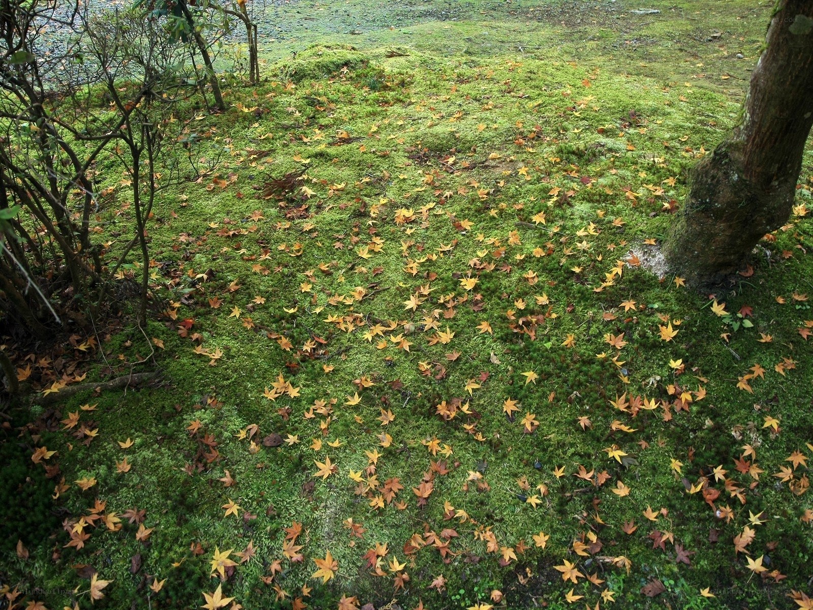 Mossy ground with autumn leaves