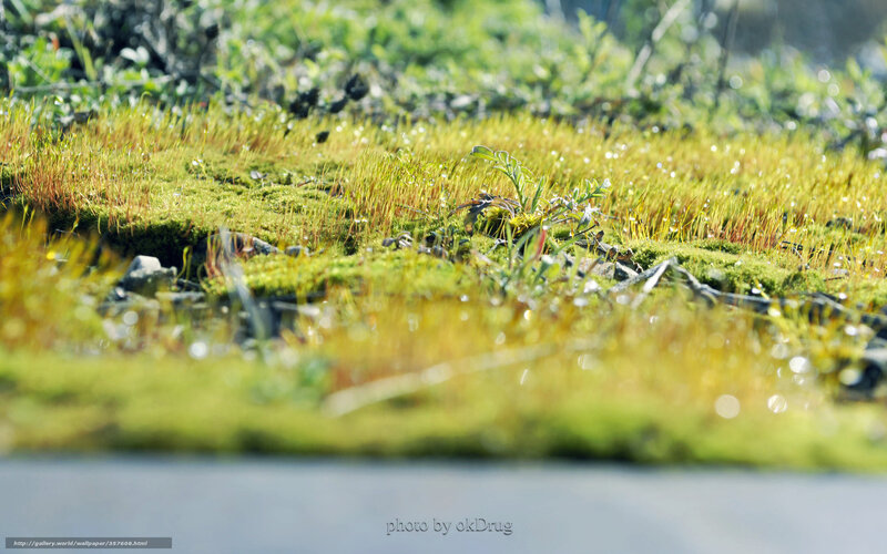Mossy ground with dew