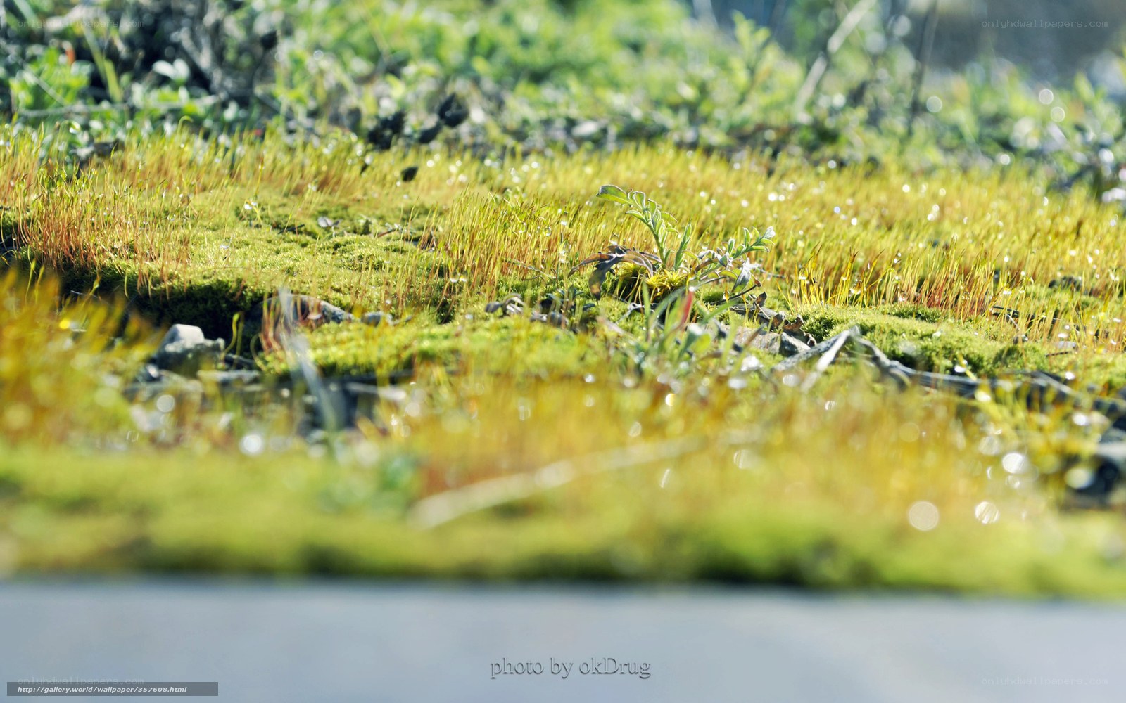Mossy ground with dew