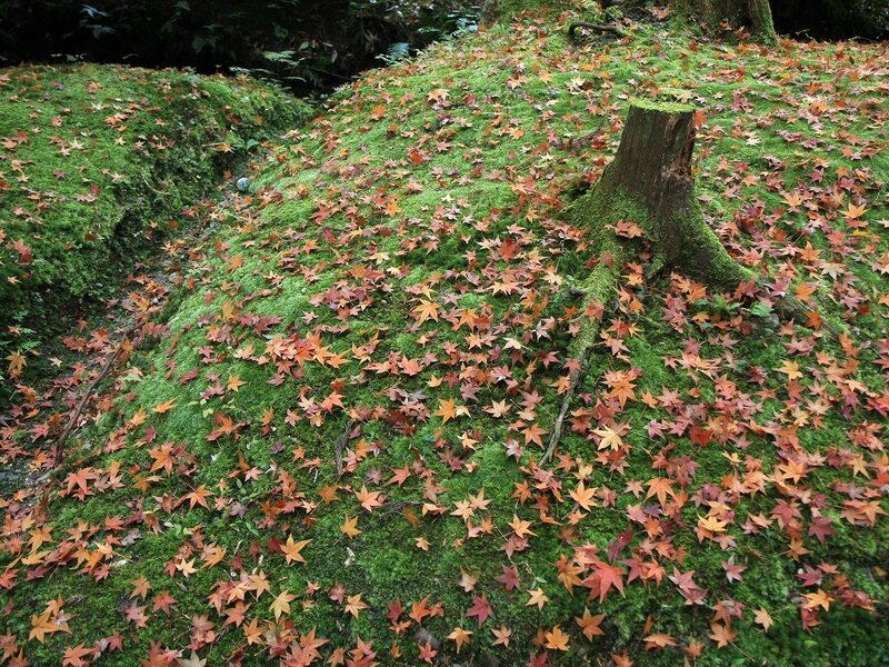 Mossy hill with autumn leaves