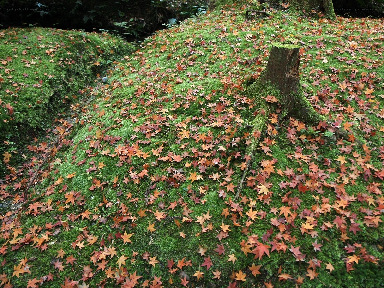 Mossy hill with autumn leaves