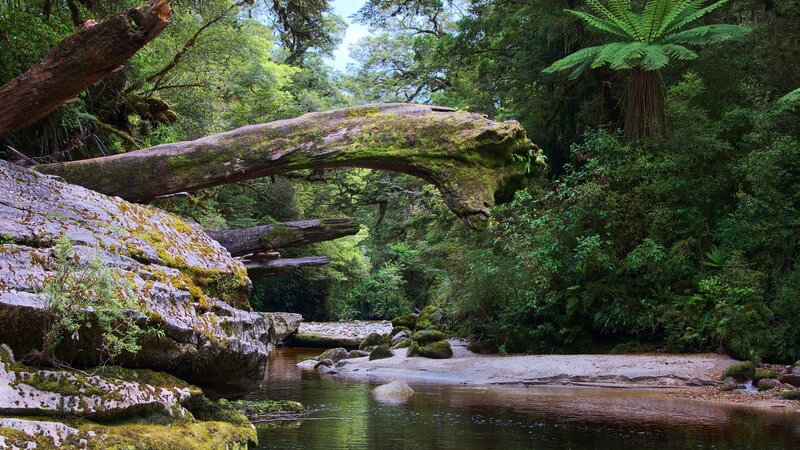 Mossy log bridge in forest