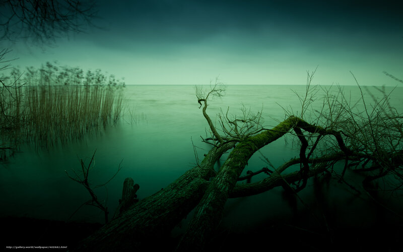 Mossy log by the lake