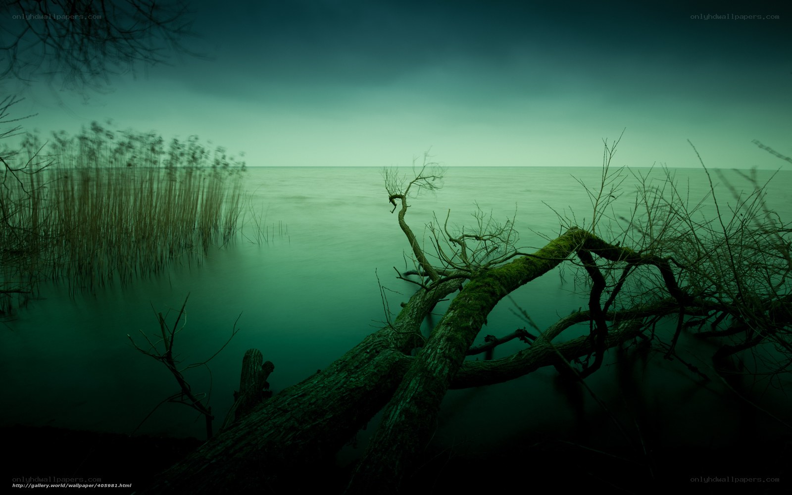 Mossy log by the lake