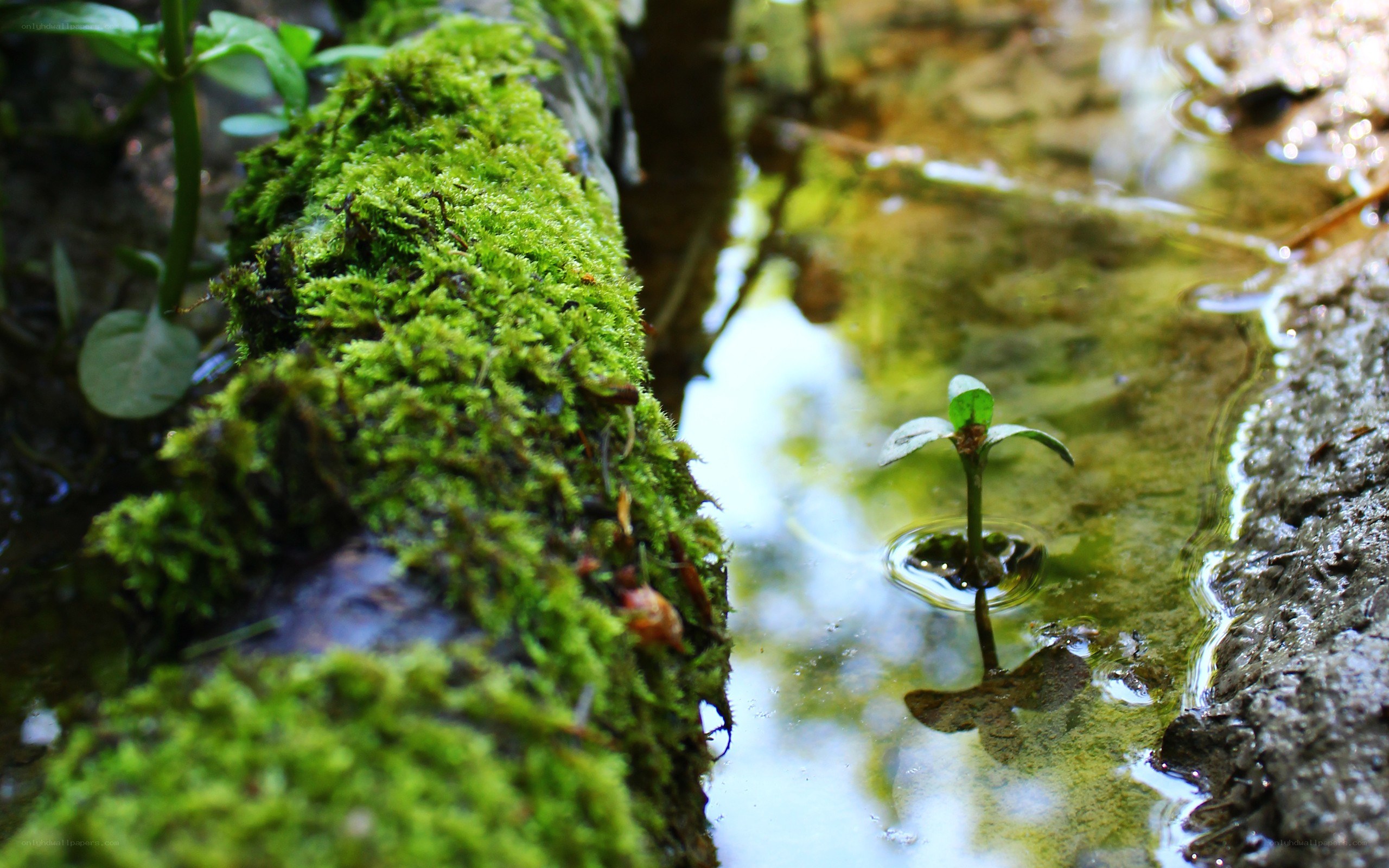Mossy log in a forest stream