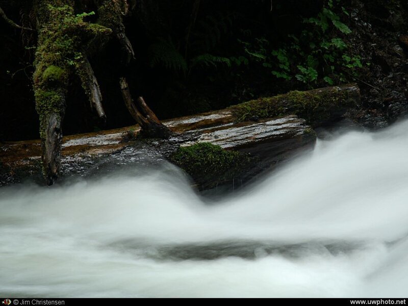Mossy log in a rushing stream