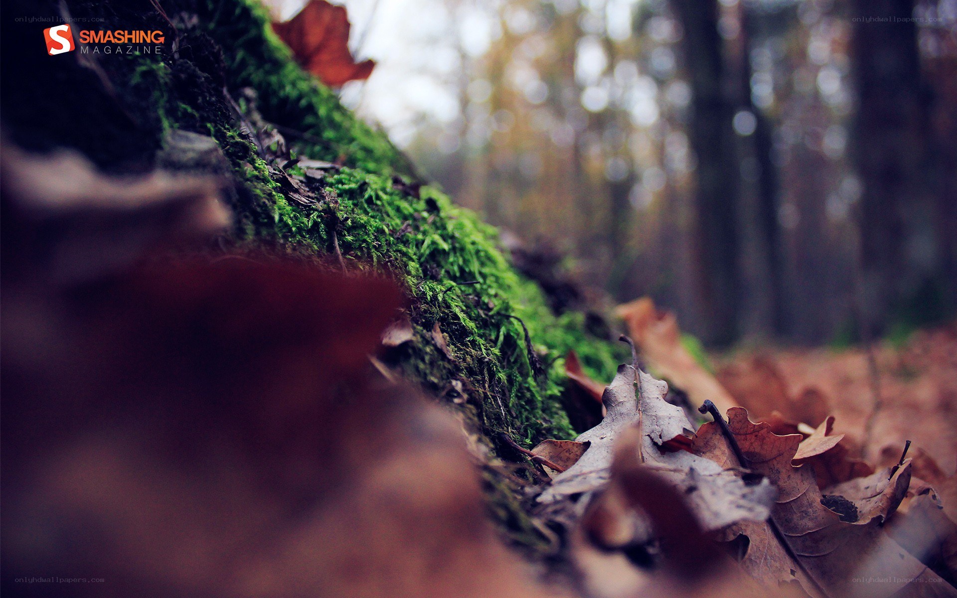 Mossy log in autumn forest