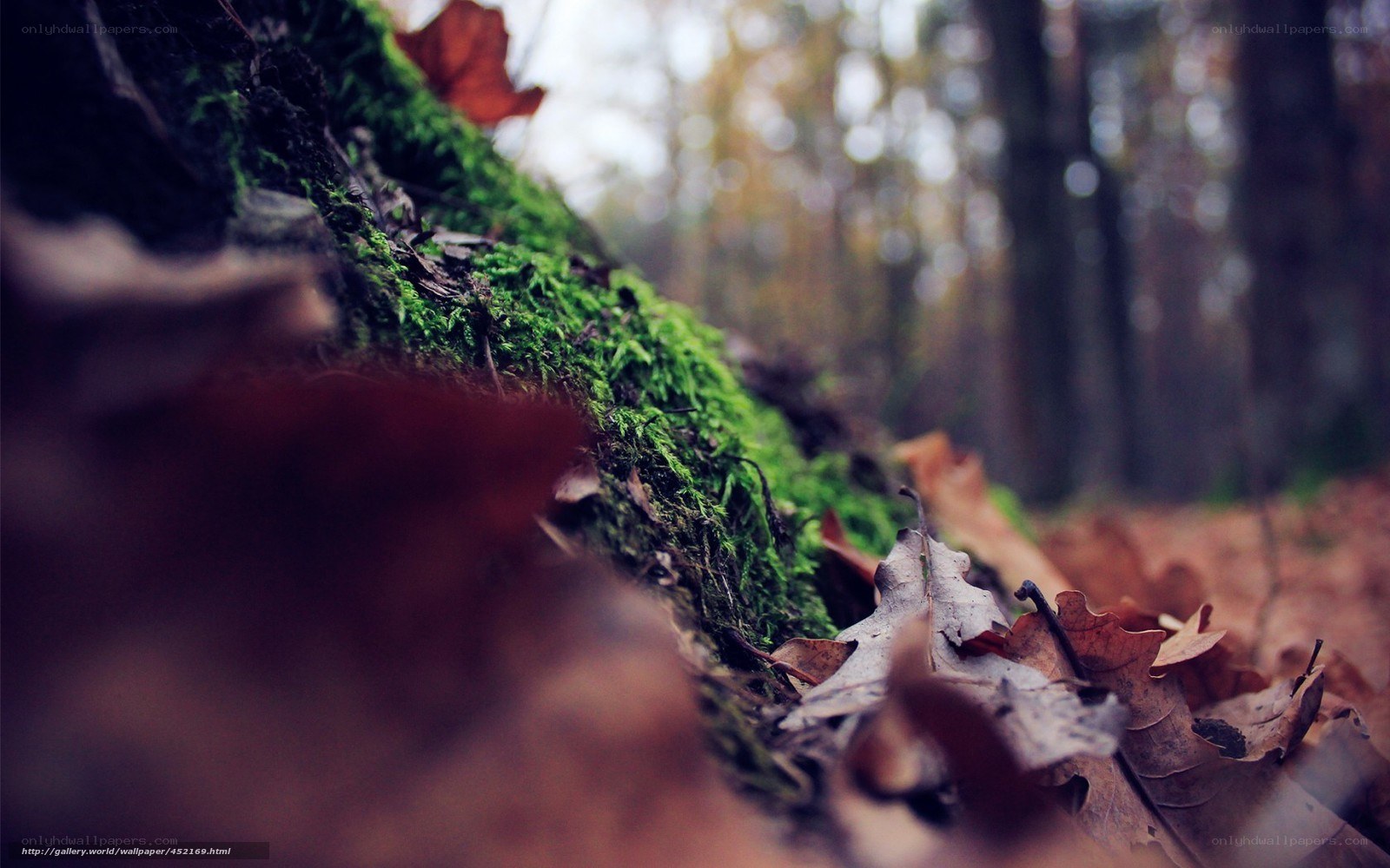 Mossy log in autumn forest