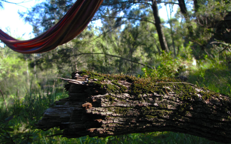 Mossy log in forest