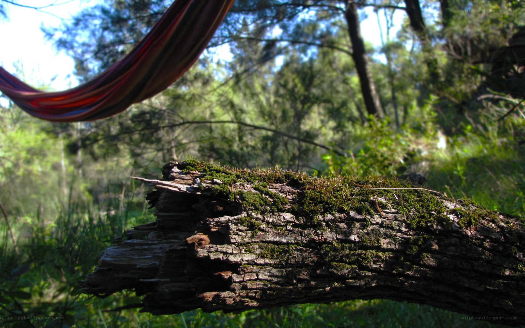 Mossy log in forest