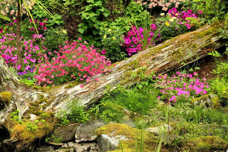 Mossy Log in Garden