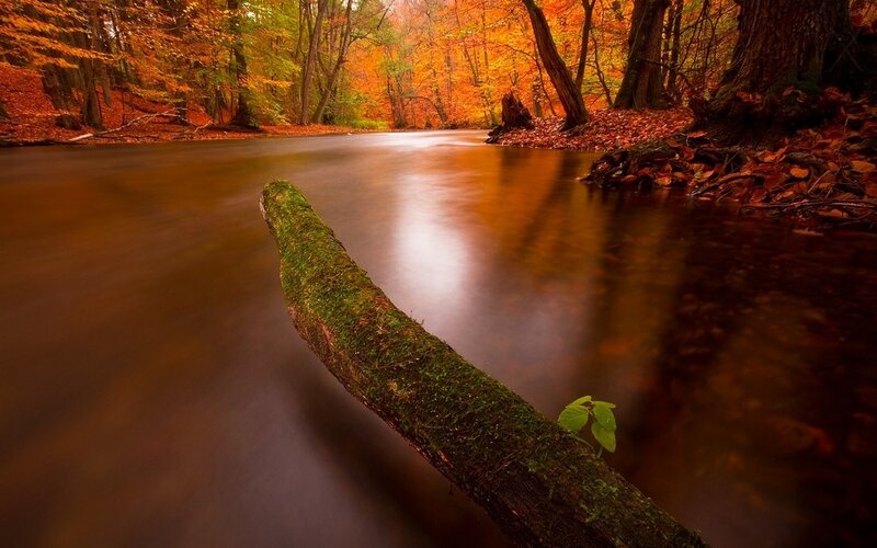 Mossy Log in Stream