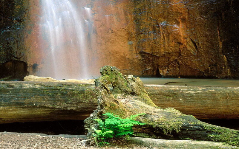 Mossy Log Near Waterfall