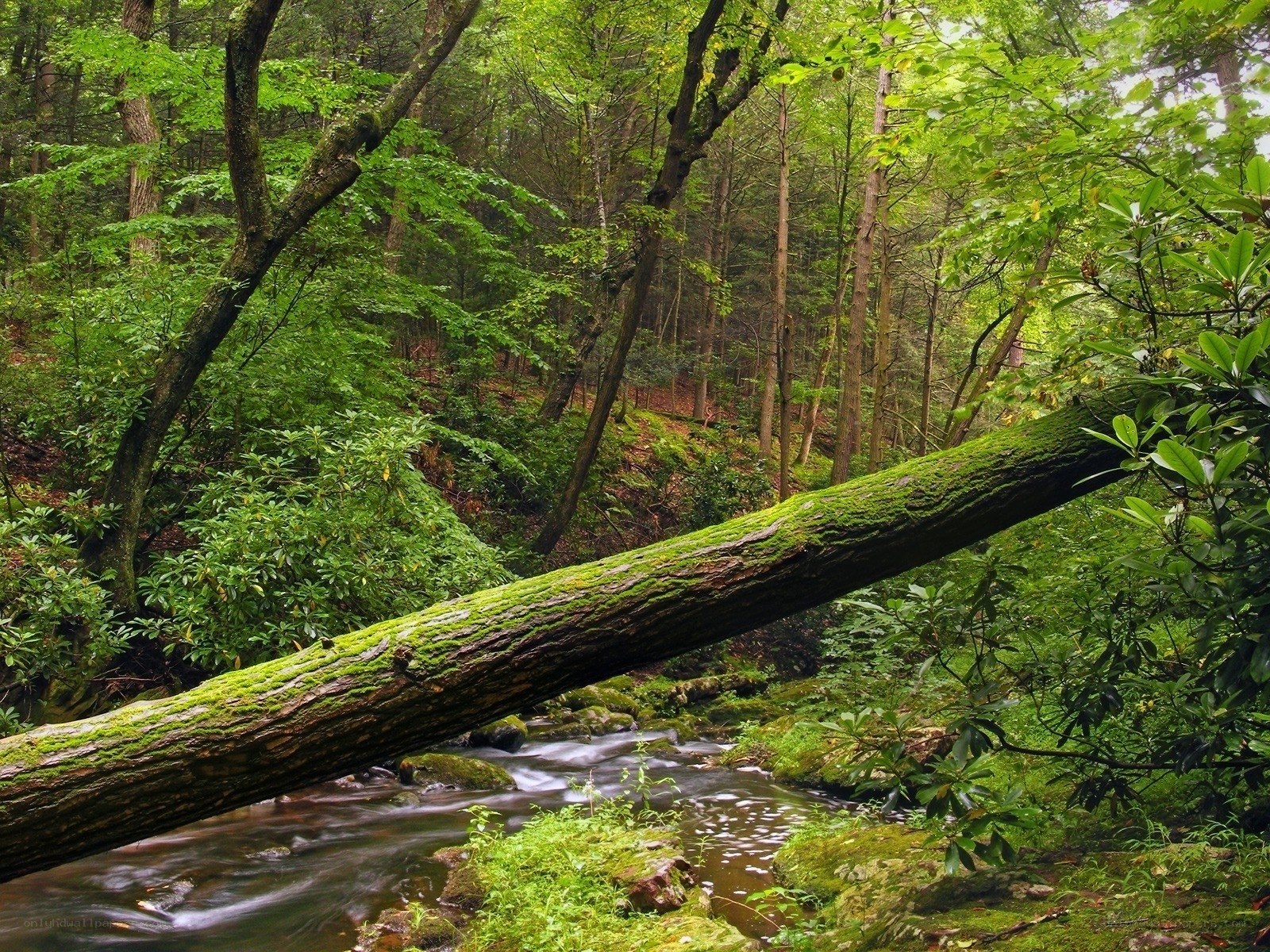 Mossy log over forest stream