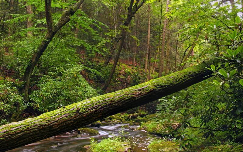 Mossy log over forest stream