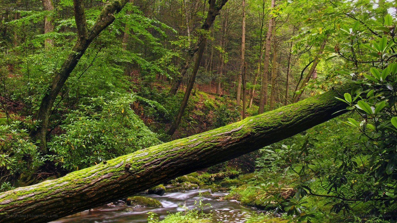 Mossy log over forest stream