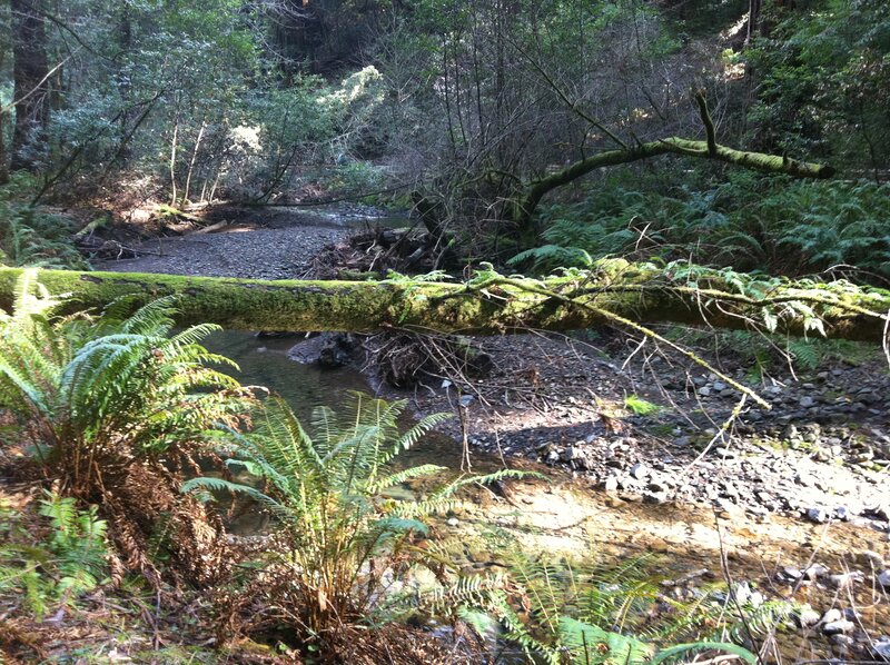 Mossy Log over Stream