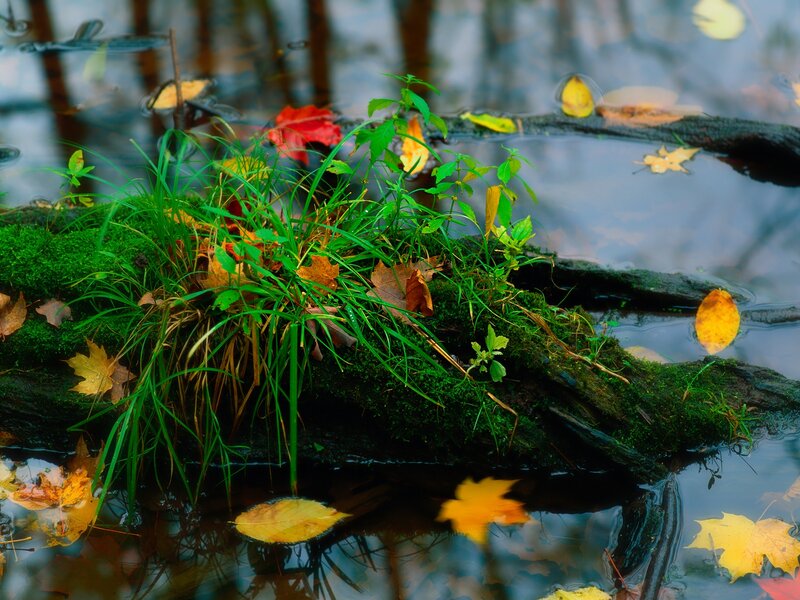Mossy Log with Autumn Leaves