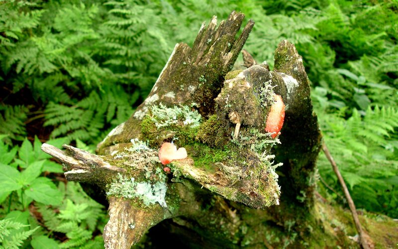 mossy log with mushrooms