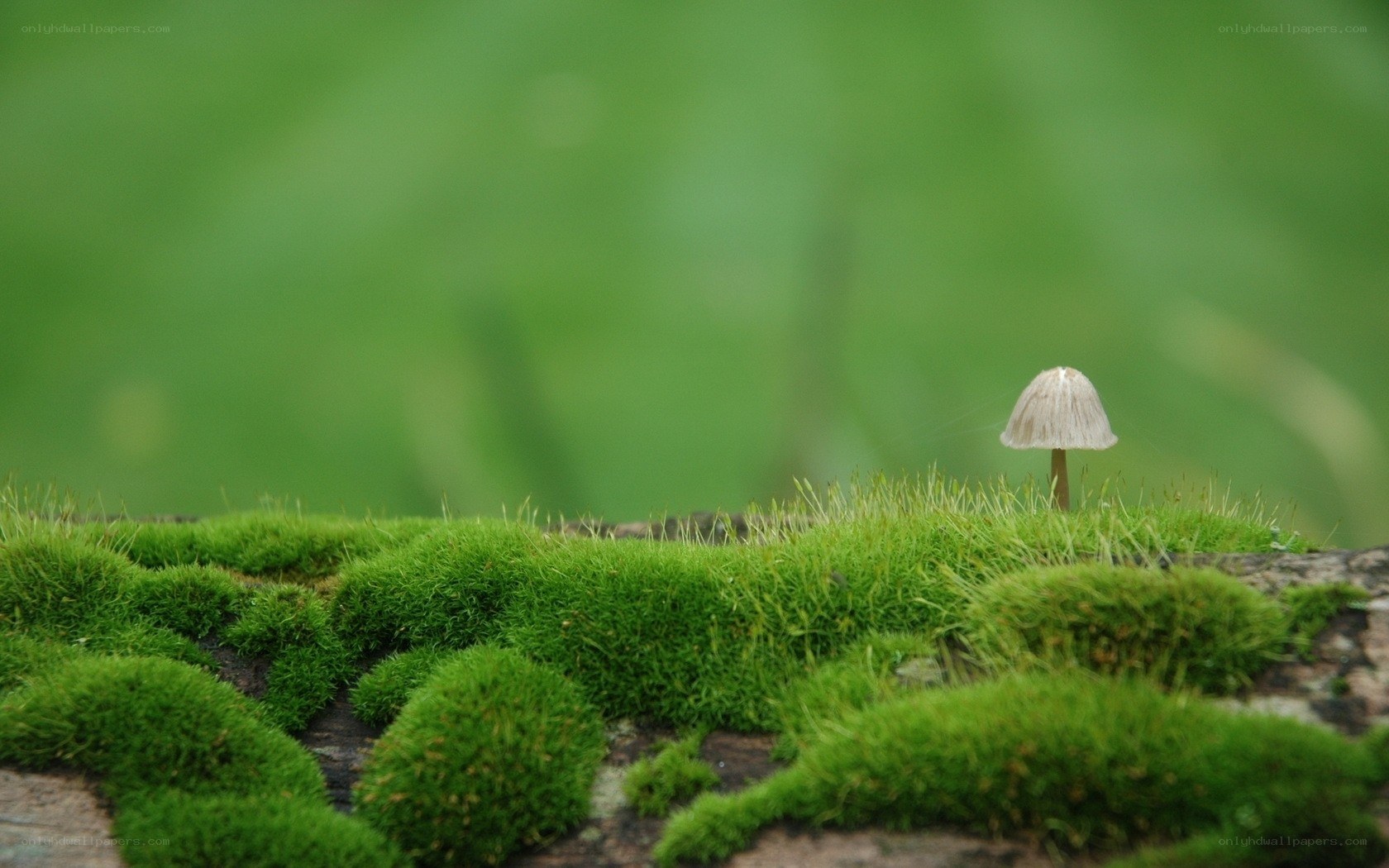 Mossy log with small mushroom