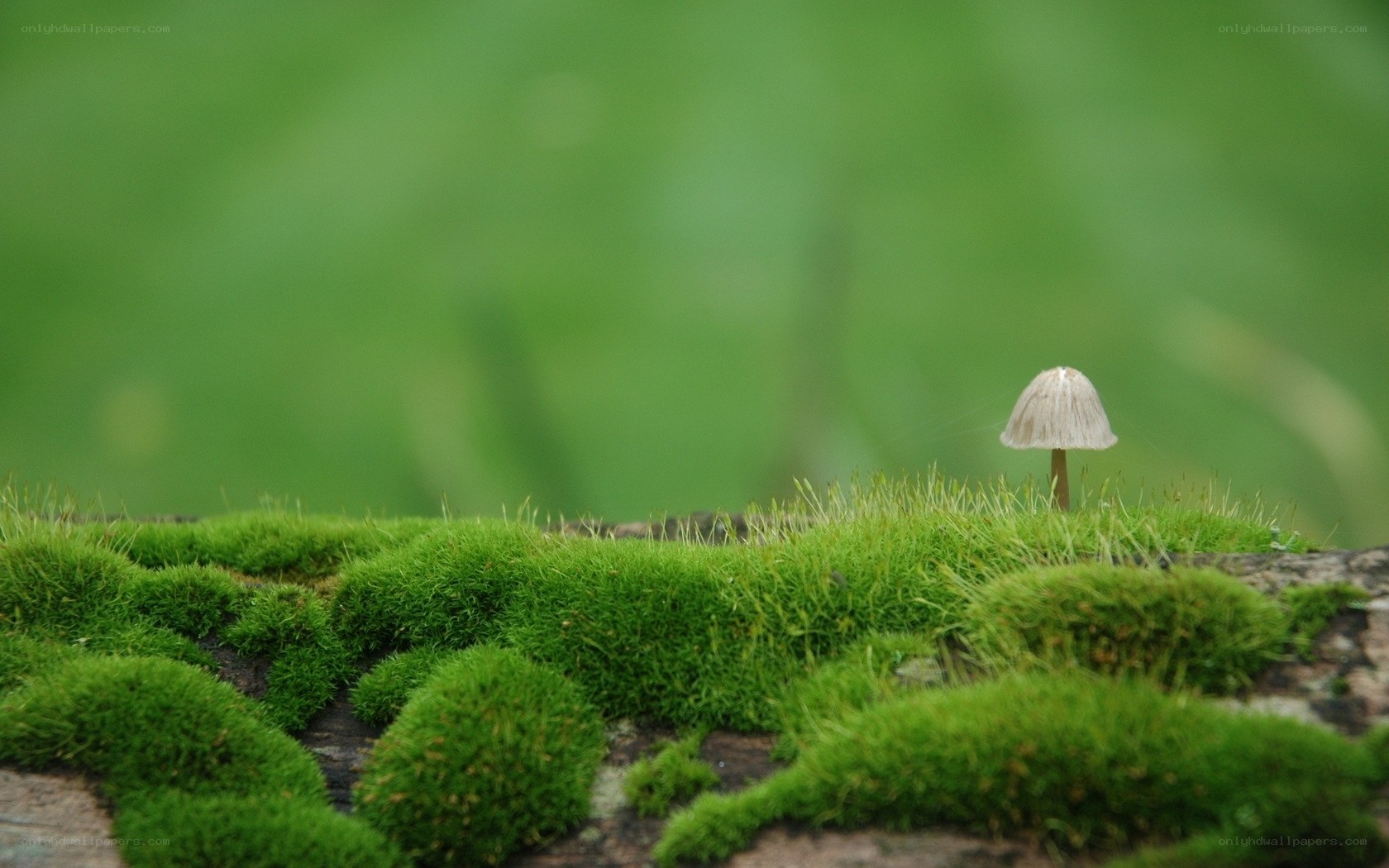Mossy log with small mushroom
