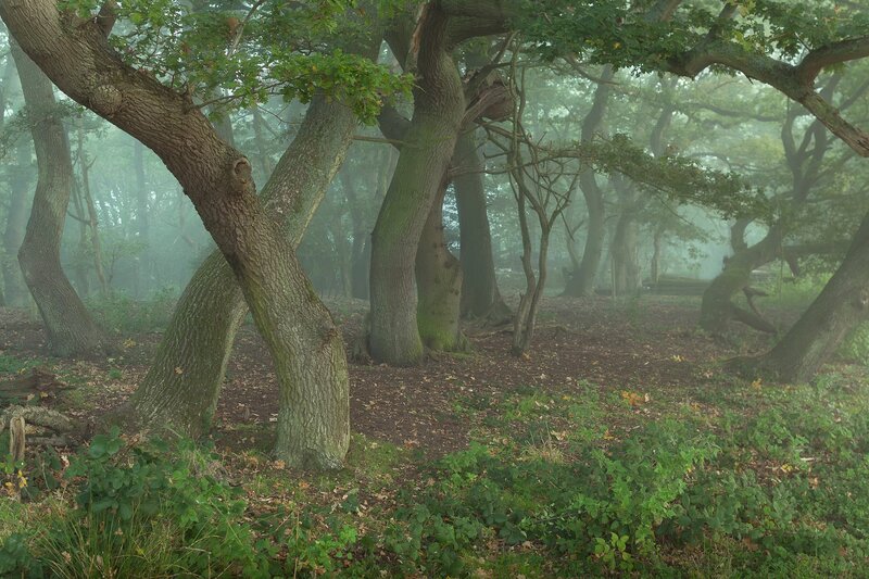 Mossy Oak Trees