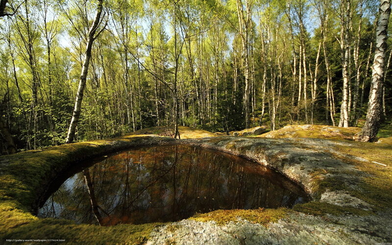 Mossy Pond in Forest — Green