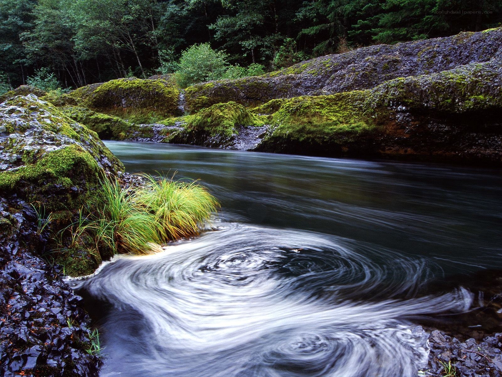 Mossy river in forest