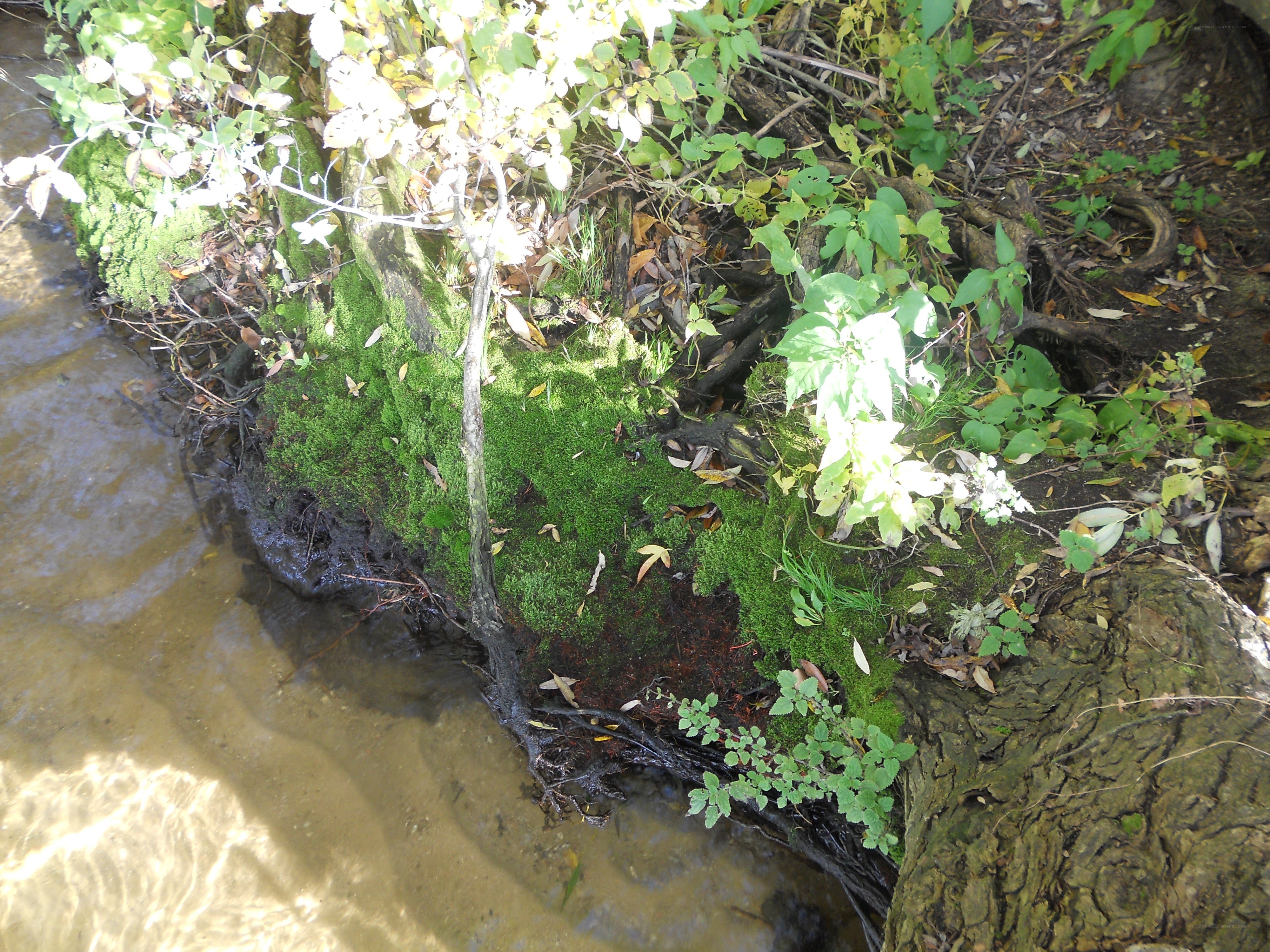 Mossy riverbank with greenery