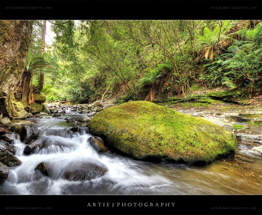 Mossy rock in forest stream