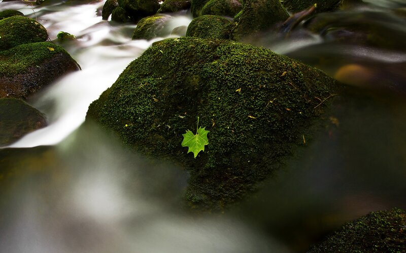 Mossy rock with leaf in stream