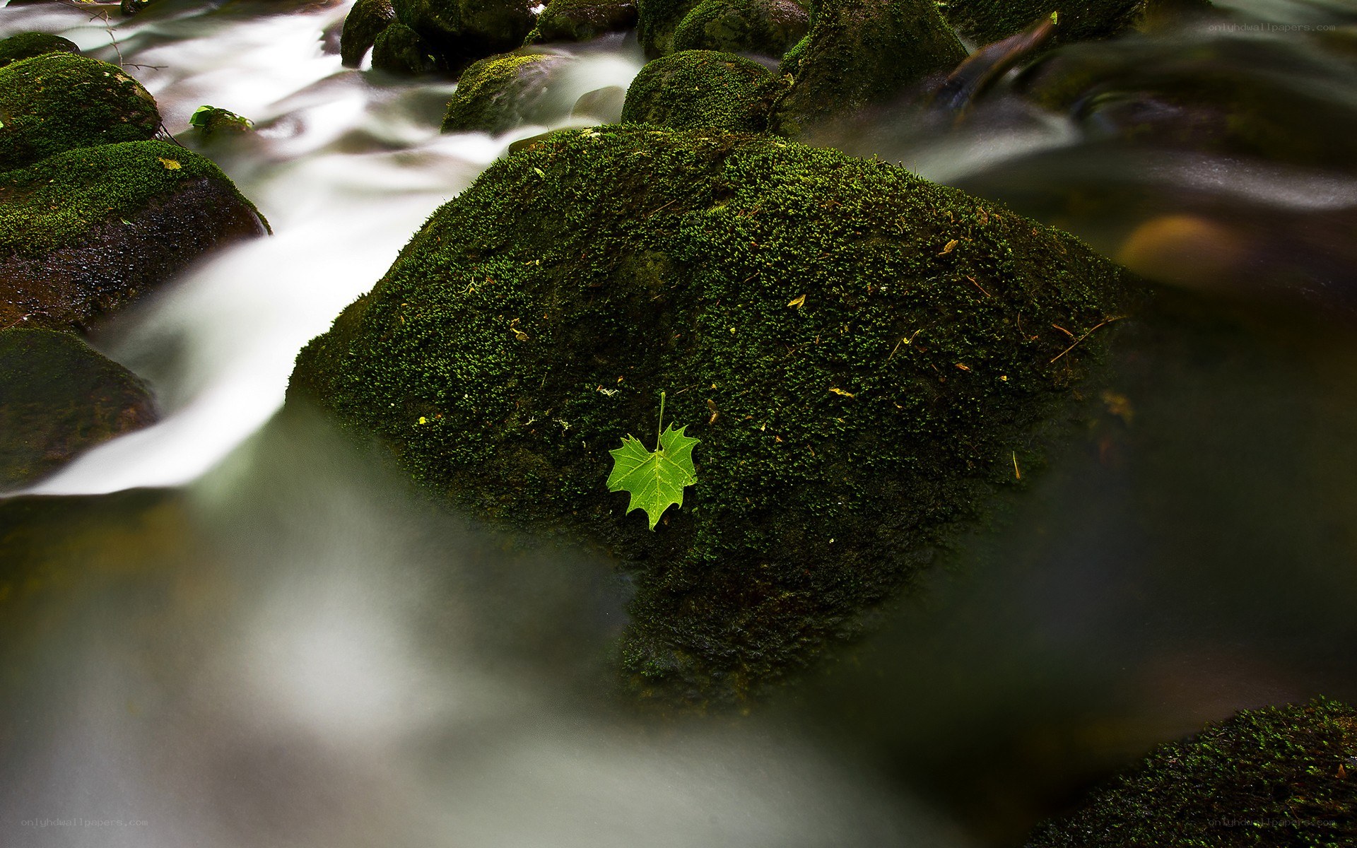 Mossy rock with leaf in stream