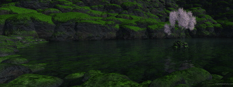 mossy rocks and cherry blossom